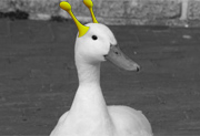 a_duck